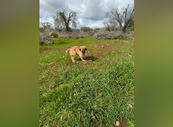 süßer Kalle sucht sein Zuhause