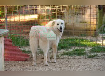 liebe Minka sucht noch ihr Zuhause