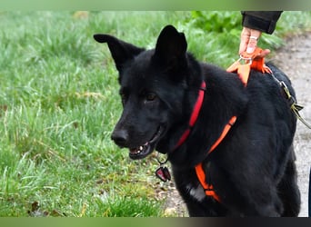 Barby auf Pflegestelle in 72488 Sigmaringen sucht ihr Zuhause