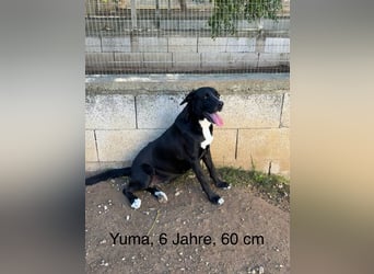 süße Yuma sucht nach ihrem Zuhause für immer