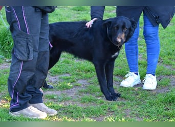 freundliche Zoe sucht ihr Zuhause für immer