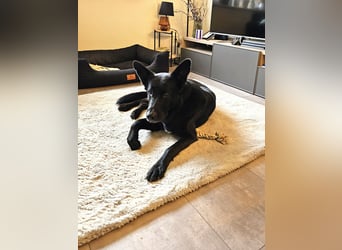 Barby auf Pflegestelle in 72488 Sigmaringen sucht ihr Zuhause