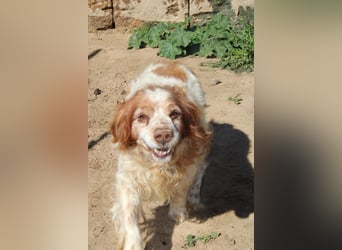 lieber Cocker sucht sein Zuhause für immer