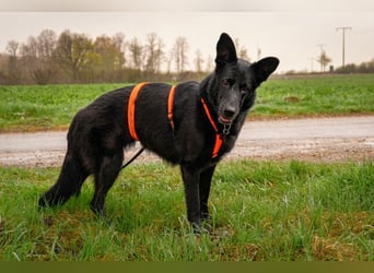 Barby auf Pflegestelle in 72488 Sigmaringen sucht ihr Zuhause