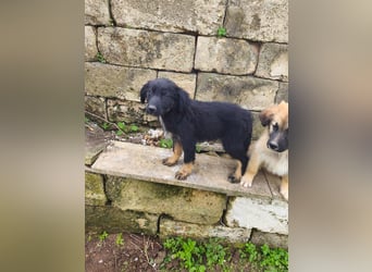 süßer Knut sucht sein Zuhause für immer