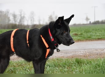 Barby auf Pflegestelle in 72488 Sigmaringen sucht ihr Zuhause