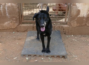 freundliche Zoe sucht ihr Zuhause für immer