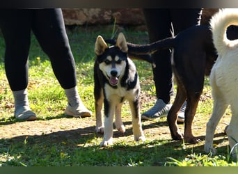 süßer Rocky sucht sein Zuhause für immer