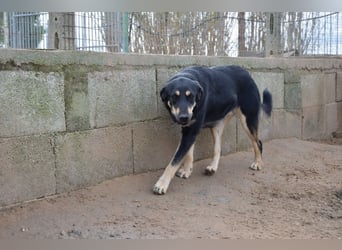 liebste Luisa sucht ihr Zuhause
