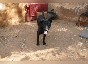 freundliche Zoe sucht ihr Zuhause für immer