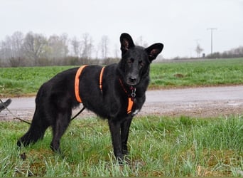 Barby auf Pflegestelle in 72488 Sigmaringen sucht ihr Zuhause