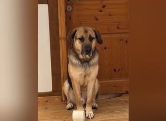 liebster Teodoro auf Pflegestelle in 72124 Pliezhausen sucht sein Zuhause