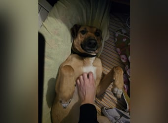 Brad auf Pflegestelle in 88273 Fronreute sucht sein Zuhause