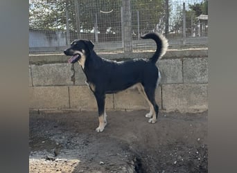 liebste Luisa sucht ihr Zuhause