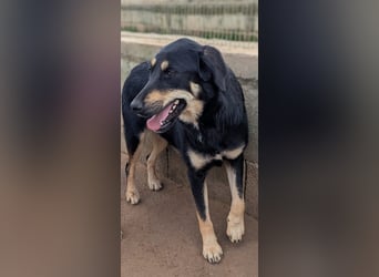 liebste Luisa sucht ihr Zuhause