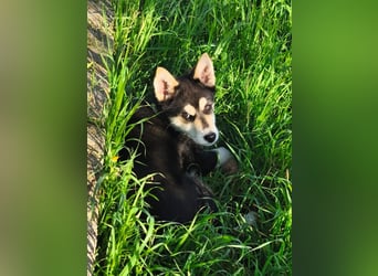 süßer Rocky sucht sein Zuhause für immer