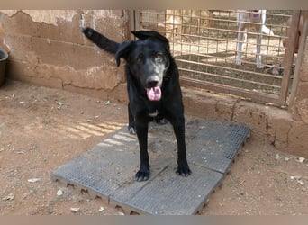 freundliche Zoe sucht ihr Zuhause für immer