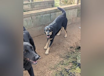 liebste Luisa sucht ihr Zuhause