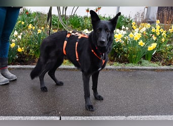 Barby auf Pflegestelle in 72488 Sigmaringen sucht ihr Zuhause