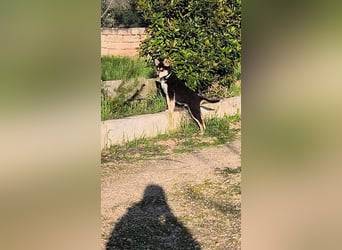 süßer Rocky sucht sein Zuhause für immer