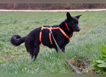 Barby auf Pflegestelle in 72488 Sigmaringen sucht ihr Zuhause