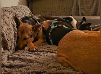 Bruce auf Pflegestelle in 01705 Freital sucht sein Zuhause für immer