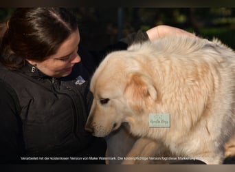 liebe Minka sucht noch ihr Zuhause