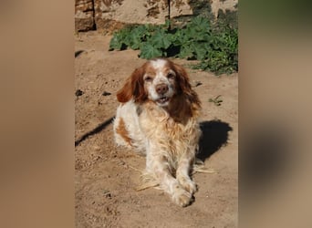 lieber Cocker sucht sein Zuhause für immer