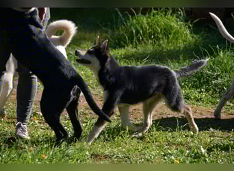 süßer Rocky sucht sein Zuhause für immer