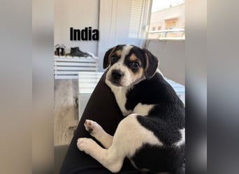 Sleepy, Triana, Sira, Caramelo, India