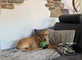 Juna - befindet sich auf einer Pflegestelle in Tierschutzverein-ARCA e.V.