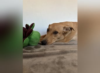 Juna - befindet sich auf einer Pflegestelle in Tierschutzverein-ARCA e.V.