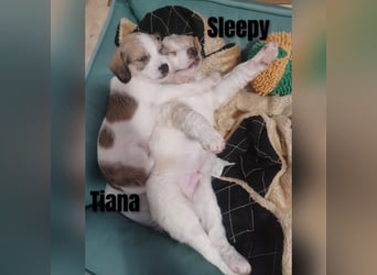 Sleepy, Triana, Sira, Caramelo, India