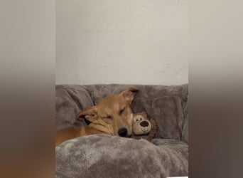 Juna - befindet sich auf einer Pflegestelle in Tierschutzverein-ARCA e.V.