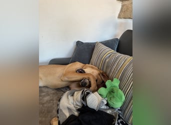 Juna - befindet sich auf einer Pflegestelle in Tierschutzverein-ARCA e.V.