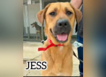 Jess