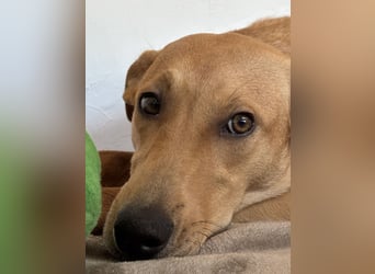 Juna - befindet sich auf einer Pflegestelle in Tierschutzverein-ARCA e.V.