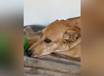 Juna - befindet sich auf einer Pflegestelle in Tierschutzverein-ARCA e.V.