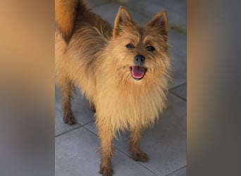 Chulo