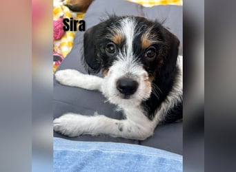 Sleepy, Triana, Sira, Caramelo, India