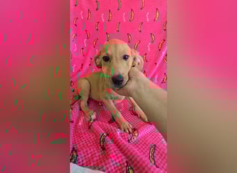 Juna - befindet sich auf einer Pflegestelle in Tierschutzverein-ARCA e.V.