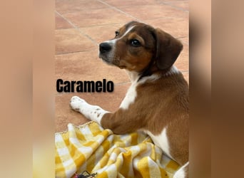 Sleepy, Triana, Sira, Caramelo, India