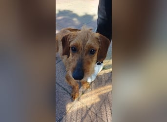 Nacho