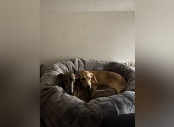 Juna - befindet sich auf einer Pflegestelle in Tierschutzverein-ARCA e.V.