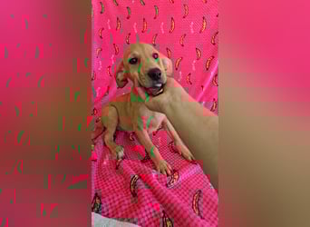 Juna - befindet sich auf einer Pflegestelle in Tierschutzverein-ARCA e.V.