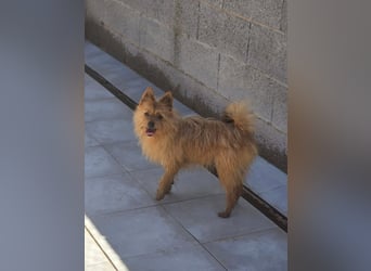 Chulo