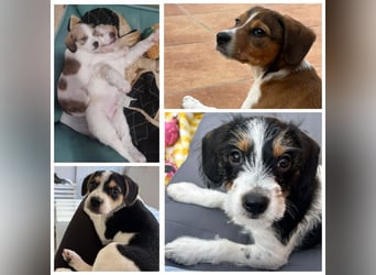 Sleepy, Triana, Sira, Caramelo, India