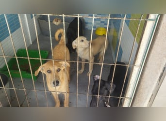 Juna - befindet sich auf einer Pflegestelle in Tierschutzverein-ARCA e.V.