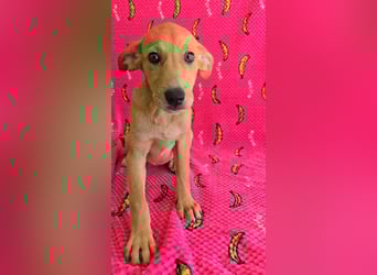 Juna - befindet sich auf einer Pflegestelle in Tierschutzverein-ARCA e.V.