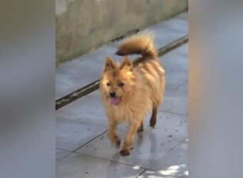 Chulo